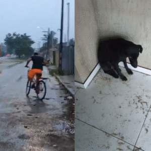 Vídeo: Jovem é flagrado tendo relação sexual com cadela na chã do pilar-AL